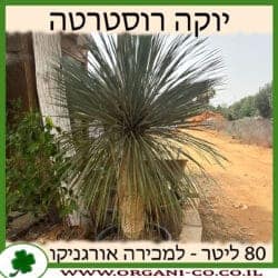 יוקה רוסטרטה 25 ליטר