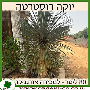 יוקה רוסטרטה 80 ליטר למכירה - מחיר