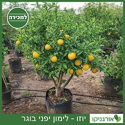 יוזו בוגר