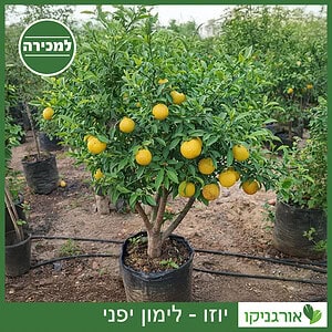 יוזו - עץ לימון יפני למכירה - מחיר