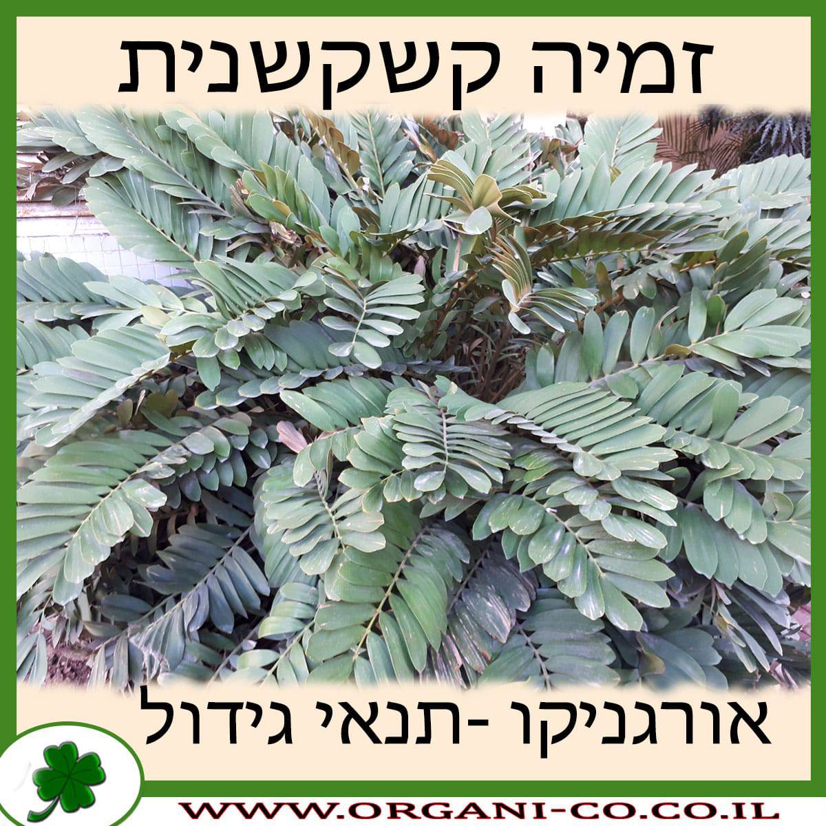 זמיה קשקשנית גידול צמח