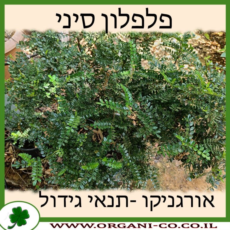 פלפלון סיני פלפלון סיני