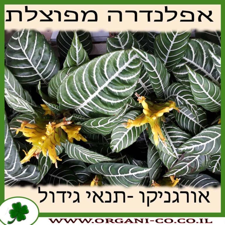 אפלנדרה מפוצלת אפלנדרה מפוצלת גידול צמח