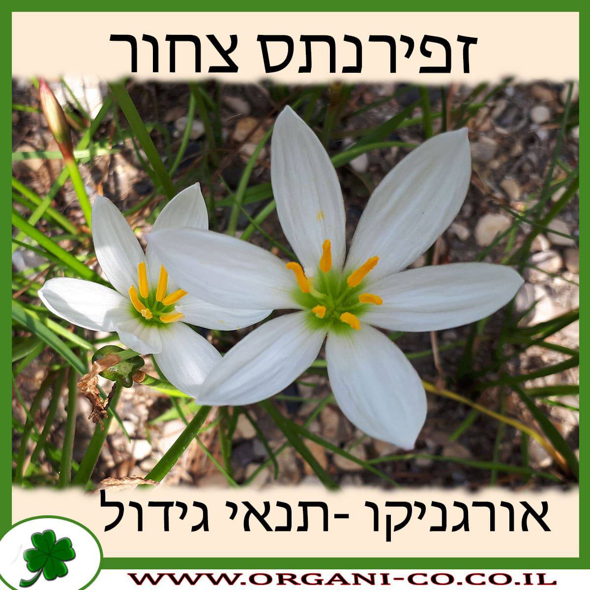זפירנתס צחור