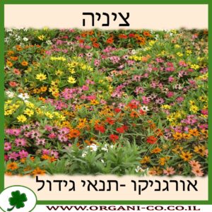 ציניה