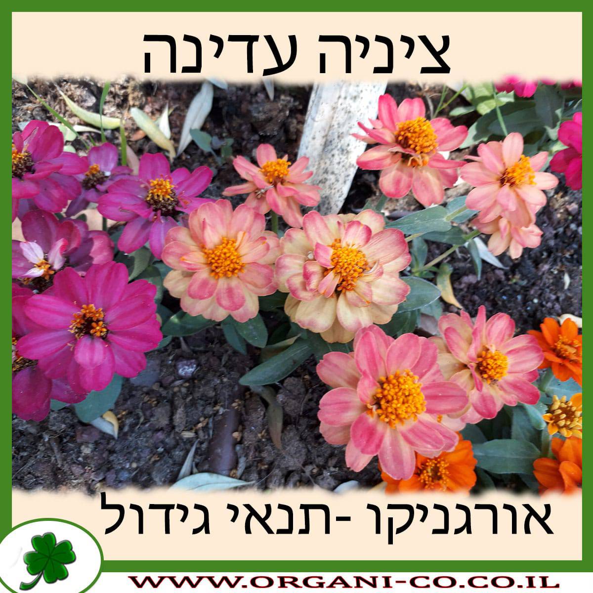ציניה עדינה