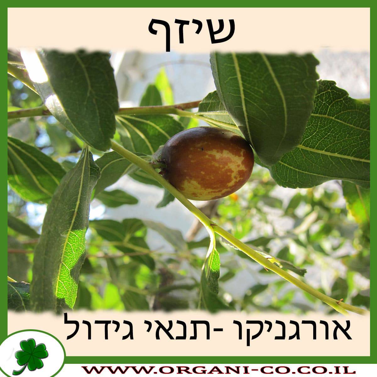 שיזף גידול צמח