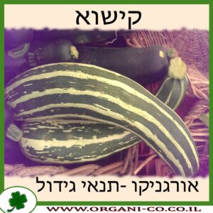 קישוא גידול צמח