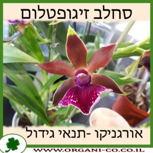 סחלב זיגופטלום