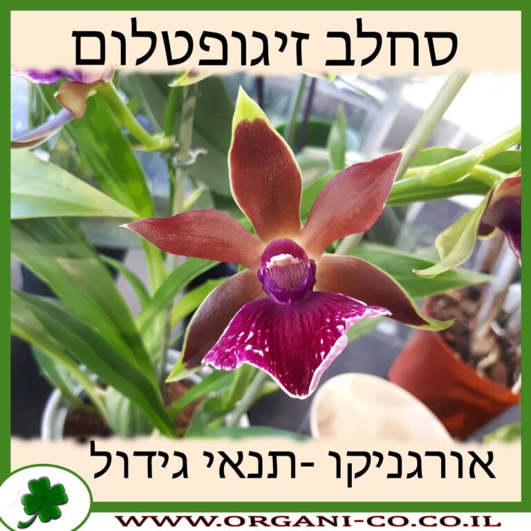סחלב זיגופטלום סחלב זיגופטלום