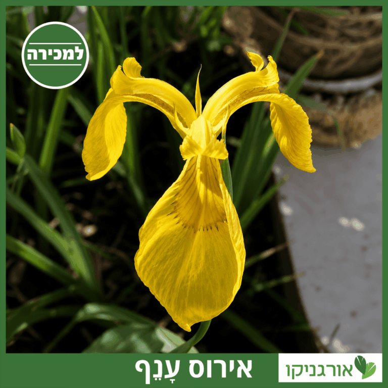 אירוס ענף אירוס ענף למכירה - מחיר