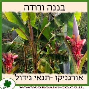 בננה ורודה גידול צמח