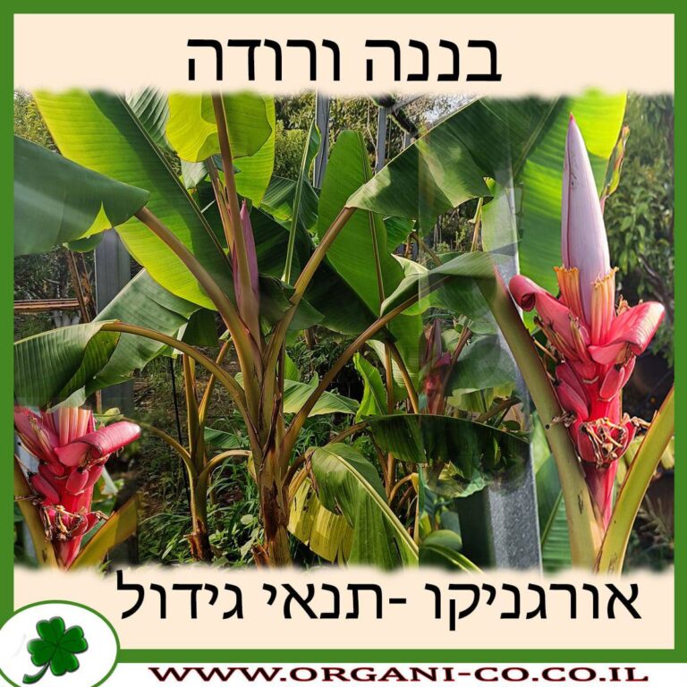 בננה ורודה בננה ורודה גידול צמח